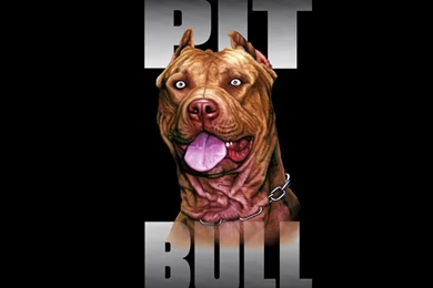 Pitbull