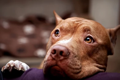 Download Wallpapers 2048x1152 Pitbull, Dog, Face, Eyes, Sadness HD ...