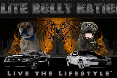 Pitbull Backgrounds   Wallpapers Cave