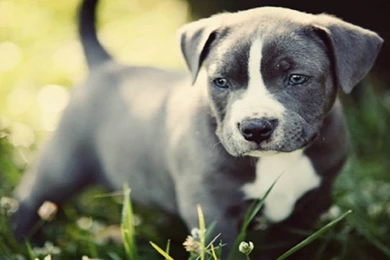 Pitbull Puppies Cute Pets Dogs   Backgrounds Free Images