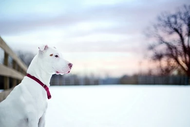 Pitbull Dog Puppy Wallpapers   , New Wallpapers, New Wallpapers