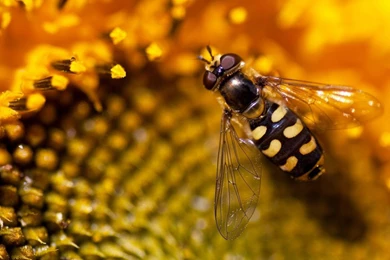 2048x768 Wallpapers Page 283: Curtain Kelea Animals Black Cats ...