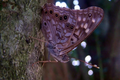 2048x768 Wallpapers Page 55: Little Small Pet Mouse Hamster ...