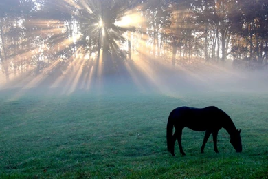 2048x768 Wallpapers Page 291: Bird Beautiful Animal Animals Cute ...