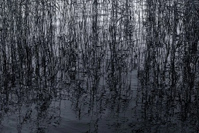 Pond Reeds HD Desktop Wallpapers : Widescreen : High Definition ...
