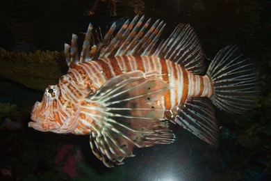 2048x768 Wallpapers Page 52: Sleeping Cat Animals Cats Free ...