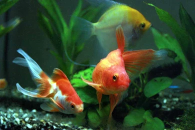 Fish HD Wallpapers ~ Hd Laptops