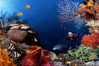 Underwater Wallpapers 2   Crazy Frankenstein