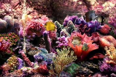 Wallpapers Underwater Scenes Free Scene The 1024x768
