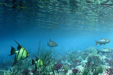 3D Fish Wallpapers   Wallpapers HD Base