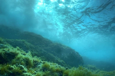 Azur Diving – William Rhamey's Underwater And Freediving ...