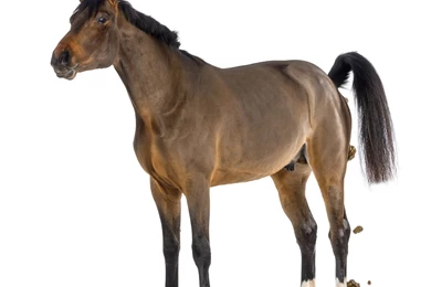 BUILD A BETTER BARN; My Must Haves For My Model Horse Barn