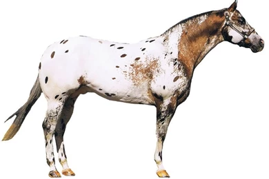 Stable Days: 5 FUN FACTS OF MY FAVORITE HORSE BREEDS