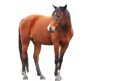 Horse Png Image, Free Download Picture