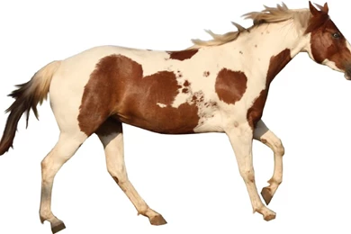 PreCut Paint Horse By TheVanishingSky On DeviantArt