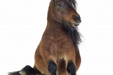 Motley Photos   Animals Photographed With A Full White Backgrounds