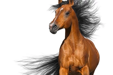 Dog, Cat & Equine Behaviourist