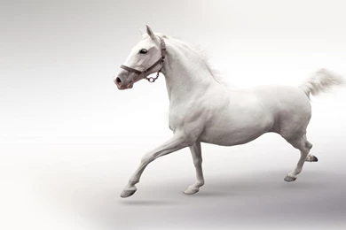 White Horse On The White Backgrounds 2560x1600px