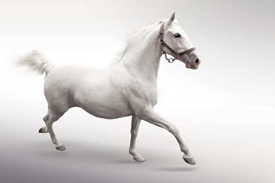 White Horse HD Animal Wallpapers