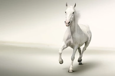 White Horse Running White Backgrounds HD Wallpapers