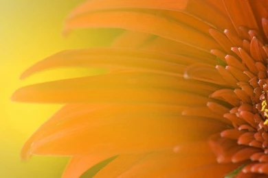 Windows 8 Flower Wallpaper 1024x768.jpg