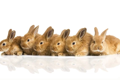 Bunnies, Animals, White Backgrounds :: Wallpapers