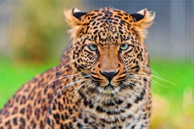 Leopard Hypnotic Look Wallpapers