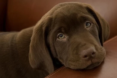 Gallery For   Chocolate Lab Puppies Wallpapers