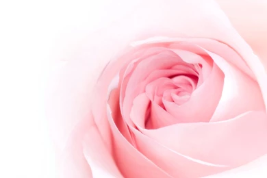 2880x1800px Pretty Pink Rose Wallpapers