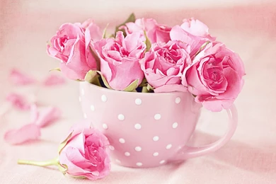 Pink Roses Wallpapers HD Download Of Beautiful Roses