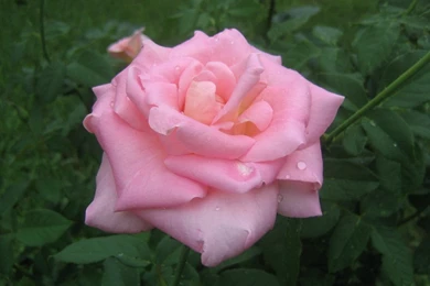 Pink_rose_wallpaper_2975.jpg