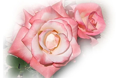 Pink_rose_wallpaper_2015.jpg