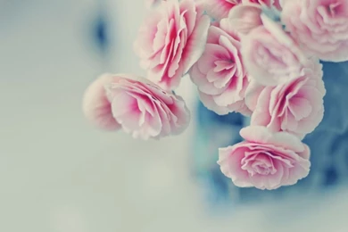 Pink Rose Wallpapers HD Pictures