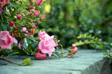 Pink Rose Wallpapers Pictures 11059 1920x1200   UMad.com