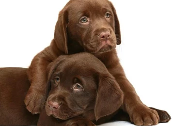 LITTLE CHOCOLATE CUTIES WALLPAPER   (