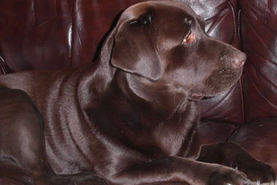 Lowes Lane   Meet The Dogs