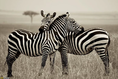Zebra Picture Animal Wallpapers National Geographic Photo Of ...