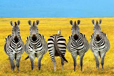 Zebra Desktop Wallpapers , New Wallpapers, New Wallpapers