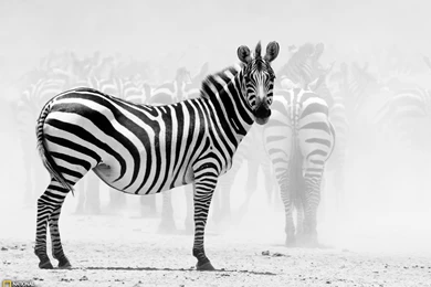 Zebra Picture, Tanzania Wallpapers   National Geographic Photo Of ...