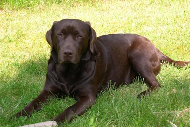 Chocolate Labrador Retriever   My Doggy Rocks