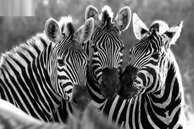 Zebra Desktop Backgrounds   Wallpapers Cave