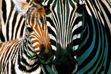 Zebra Wallpapers 173777