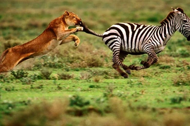 Zebras wallpapers hd zebra wallpaper 15 1920×1080(1) – Sky HD ...