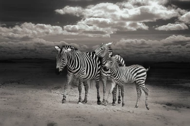 4K Zebras Wallpapers