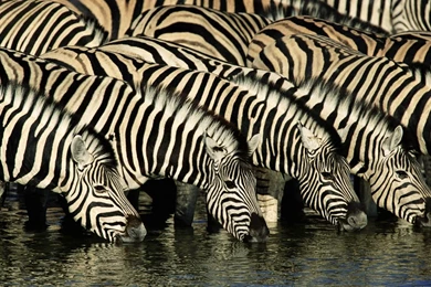 Gallery For Baby Zebra Wallpapers Desktop