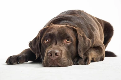 Quiet Chocolate Lab HD Desktop Wallpapers : Widescreen : High ...