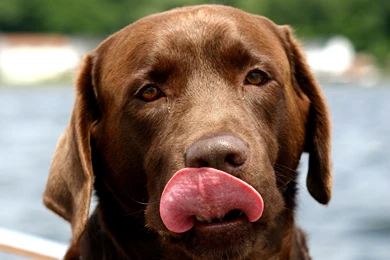 Sorted Pictures Of Labradors On Animal Picture Society