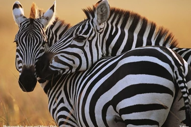 My Free Wallpapers Nature Wallpapers : Zebras