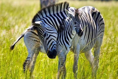 Tow Beautiful Zebras Wallpapers   BestePics