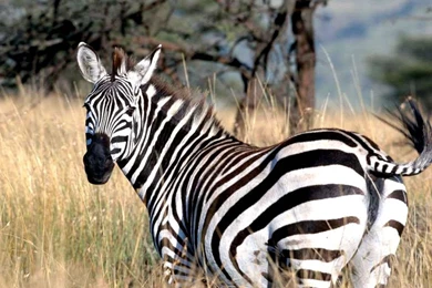 Download Zebra Wallpapers In HD